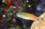 Tail-spot Combtooth Blenny (Ecsenius stigmatura)