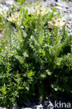 Thistle (Cirsium spinosissimum)