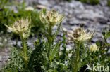 Stekelige vederdistel (Cirsium spinosissimum)