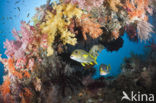 Ribboned sweetlips (Plectorhinchus polytaenia)