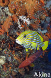 Streep diklipvis (Plectorhinchus polytaenia)