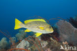 Streep diklipvis (Plectorhinchus polytaenia)