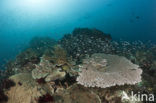 Table coral (Acropora spec)