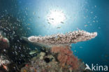 Table coral (Acropora spec)