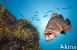 Dusky grouper (Epinephelus marginatus) 