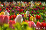 Tulip (Tulipa)