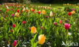 Tulip (Tulipa)