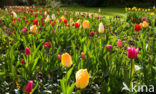 Tulp (Tulipa)