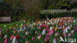 Tulp (Tulipa)