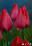 Tulip (Tulipa)
