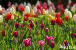 Tulip (Tulipa)