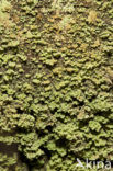 Turflucifer (Cladonia incrassata)