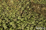 Turflucifer (Cladonia incrassata)