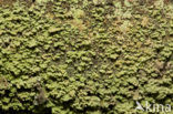 Turflucifer (Cladonia incrassata)