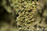 Turflucifer (Cladonia incrassata)