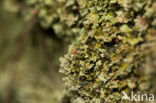 Turflucifer (Cladonia incrassata)