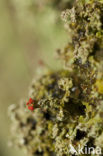 Powder-foot British soldiers (Cladonia incrassata)