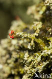 Powder-foot British soldiers (Cladonia incrassata)