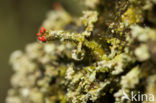 Powder-foot British soldiers (Cladonia incrassata)