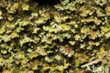 Turflucifer (Cladonia incrassata)