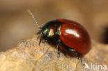 Chrysolina polita