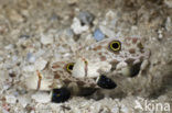 Twinspot goby (Signigobius biocellatus)