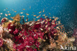 Twinspot cardinalfish (Archamia biguttata)