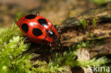 Viervlekschimmelvreter (Endomychus coccineus)