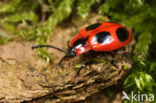 Viervlekschimmelvreter (Endomychus coccineus)