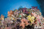 Lyretail Anthias (Pseudanthias cheirospilos)