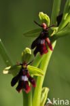 Vliegenorchis (Ophrys insectifera) 