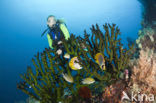 Philippine butterflyfish (Chaetodon adiergastos)