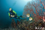 Philippine butterflyfish (Chaetodon adiergastos)