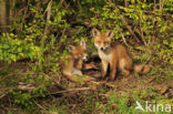 Fox (Vulpes vulpes)