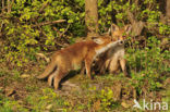 Fox (Vulpes vulpes)
