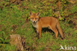 Fox (Vulpes vulpes)