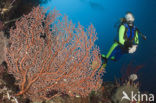 Sea Fan (Solenocaulon akalyx)