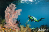 Sea Fan