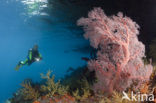 Sea Fan