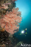 Sea Fan