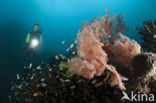 Sea Fan