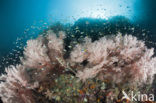 Sea Fan