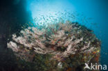 Sea Fan