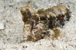 waspfish (Paracentropogon longispinis)