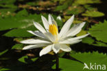 Waterlily (Nymphaea spec.)