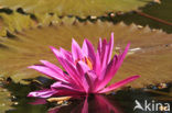 Waterlelie (Nymphaea spec.)