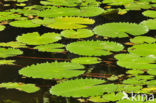 Waterlelie (Nymphaea spec.)