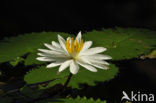 Waterlelie (Nymphaea spec.)