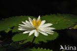 Waterlily (Nymphaea spec.)