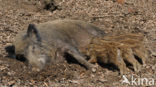 Wild Boar (Sus scrofa)